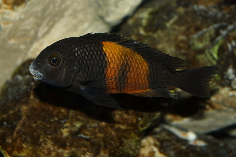 Tropheus sp. 'black' Bemba